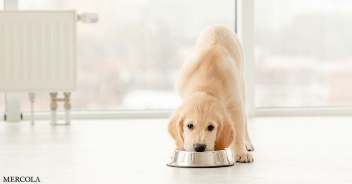 Raising a Puppy on a Budget-Friendly, Real-Food Diet