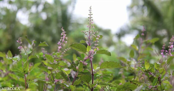 Modern Studies Support the Benefits of This Ancient Herb