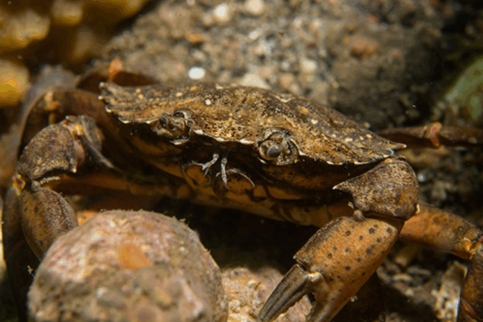 Crab: the ocean’s nutrient-dense superfood with centuries of health benefits