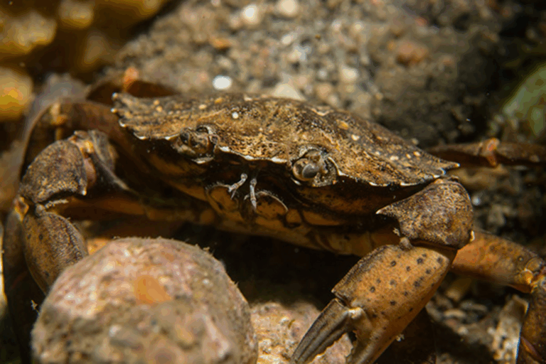 Crab: the ocean’s nutrient-dense superfood with centuries of health benefits
