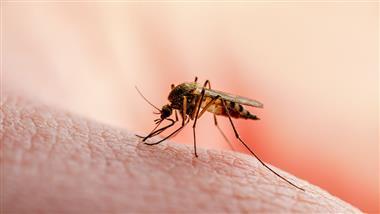 how to keep mosquitoes away this summer