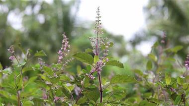 tulsi health benefits ayurvedic herb