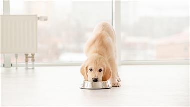 raising puppy budget friendly real food diet