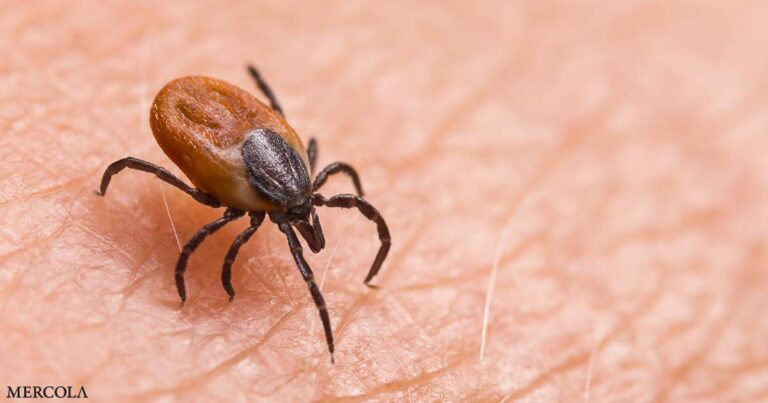 The Best and Worst Way to Remove a Tick