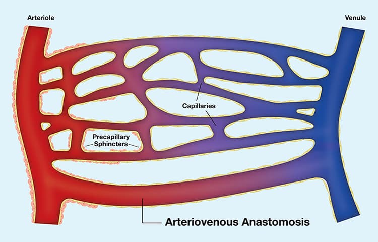 arteriovenous anastomosis graphic