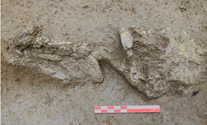 Copper Age infant discovered in Italian well reveals rare genetic origins